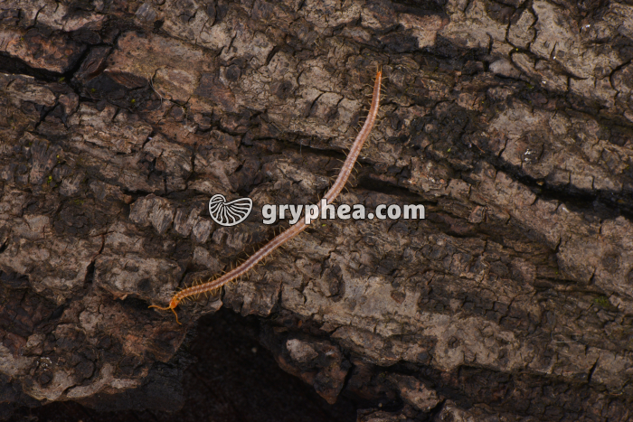 Géophile - gryphea.com